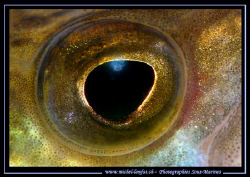 Super Macro of the Eye of a Pike Fish - done with a 105mm... by Michel Lonfat 